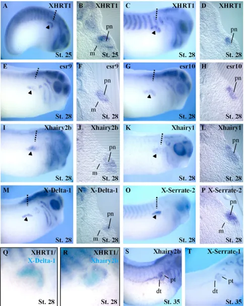 Fig. 3. XHRT1sections of the embryos shown in b,d,f,h,j at the level indicated. Note thatthe strongest lateral part of the intermediate mesoderm, while Xhairy1 and Xhairy2bexpression is found in both layers (arrowheads)
