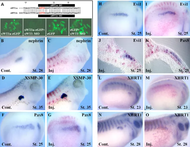 Fig. 4. XHRT1 early expression in the