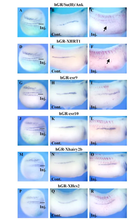 Fig. 8L,M; data not shown). Expression of other markers, such as