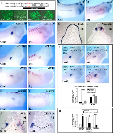 Fig. 8. Antisense morpholinos