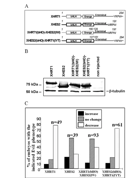 Fig. 9. XHRT1 speciﬁc function in the pronephros is dependent onits C-terminal region