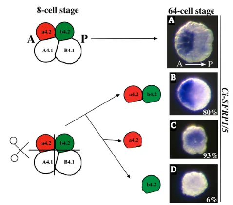 Fig. 1. Ci-sFRP1/5posterior ectoderm marks the difference between anterior and. In situ hybridization for Ci-sFRP1/5 at the 64-cell stage on whole embryos (A, animal view, anterior towards theleft), whole animal explants (B), anterior animal a-line explant