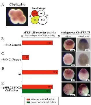 Fig. 4. Ci-sFRP1/5FoxA-aeight-cell stage in the anterior animal (a4.2) andvegetal (A4.1) lineages