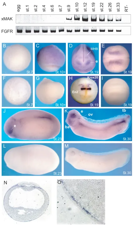 Fig. 1. xMAK expression is dynamically regulated duringXenopusneurula embryo after in situ hybridization with xMAK antisense probe.Staining is observed in the deep (sensorial) layer of epidermal ectodermdifferent developmental stages