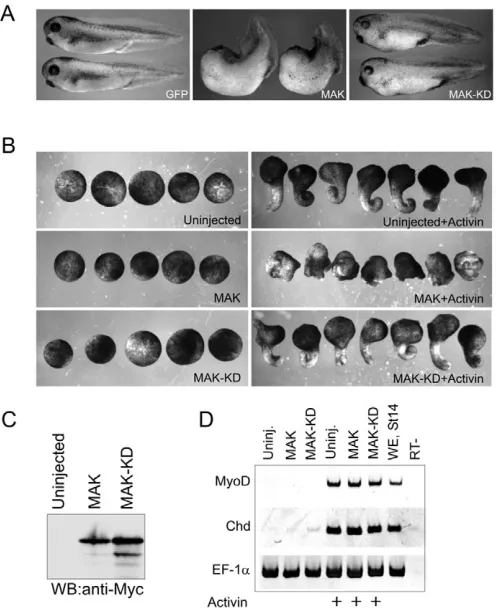 Fig. 2. MAK causes morphogenetic defects and headMyoD, Chordin by RT-PCR, when sibling embryos reached stage 14