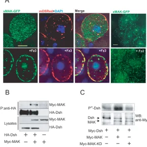 Fig. 4. MAK interacts with Frizzled and Dishevelled.(pole cells. xMAK-GFP RNA was injected either withmembrane-targeted dsRed RNA or with dsRed and Fz3 orFz2 RNAs and GFP ﬂuorescence was visualized in animalpole cells isolated from injected embryos at stag