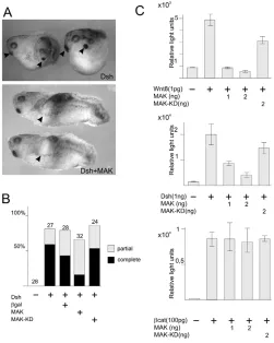Fig. 6. MAK inhibits Wnt signaling. (A,B) Axis-inducing activity of Dshis suppressed by MAK, but not MAK-KD RNA