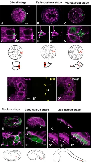 Fig. 2. CiVH protein is localized to two discreteregions through the B7.6 cell division