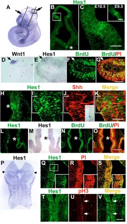 Fig. 1. High levels of Hes1 expression in boundaries. (magniﬁcation of a boxed region in B