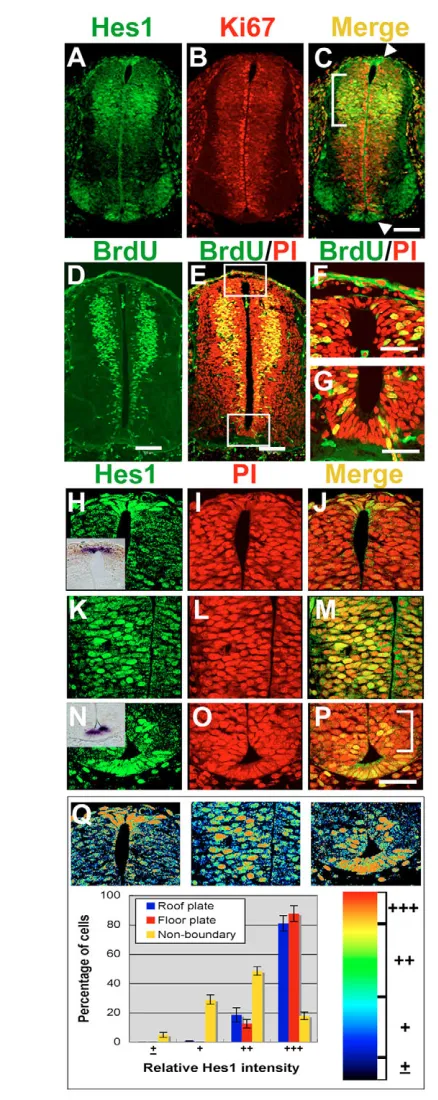 Fig. 2. Hes1 expression in the spinal cord. (A-C) Doubleimmunostaining of Hes1 and Ki67 at E10.5