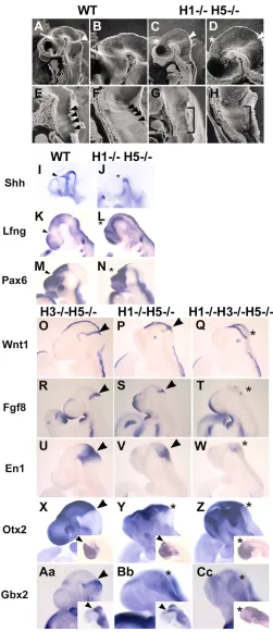 Fig. 5. Boundary defects in the developing nervous system.(A-H) SEM analysis of wild-type (A,B,E,F) and Hes1;Hes5 double-null