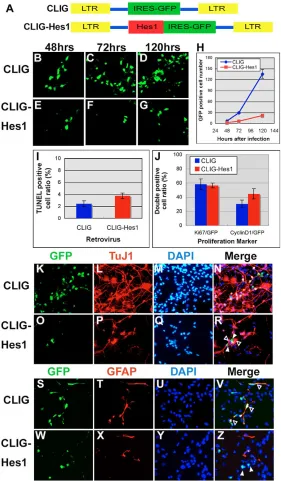 Fig. 7. Reduction of cell proliferation andneurogenesis by persistent Hes1 expression