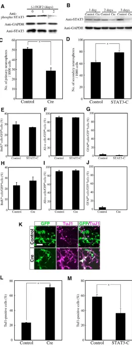Fig. 3. Requirement of STAT3 for maintenance of FGF2-sensitive NPCs.neocortex were incubated in the absence of FGF2 for theindicated times, after which cell lysates were subjected toimmunoblot analysis with antibodies to STAT3, to the Tyrprepared from the 