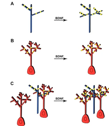 Fig. 9. The effects of BDNF during the development of) BDNF increases both arbor complexity and the densityaxon arbor size and complexity, allows individual presynaptic RGC axonarbors to establish synaptic contacts with increased numbers ofpostsynaptic neu
