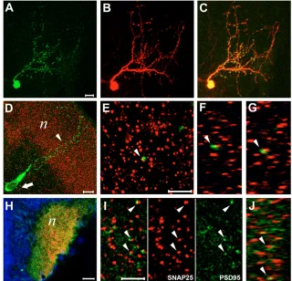 Fig. 1. PSD95-GFP localizes to synaptic contactsites in vivo. (A-C) Confocal image of a tectal