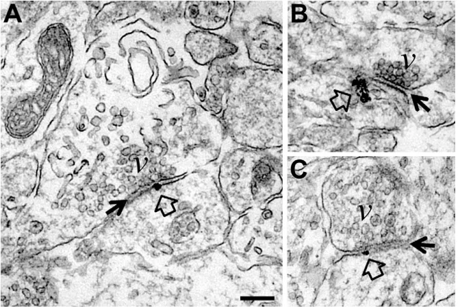 Fig. 2. PSD95-GFP speciﬁcally localizes toultrastructurally identiﬁed synapses ontectal neuron dendrites
