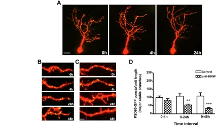 Fig. 6. BDNF increases synapse density in tectal neuron dendriticarbors by promoting synapse formation