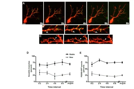 Fig. 7. Dendrite branch and postsynaptic specialization dynamics in individual tectal neuron dendritic arbors
