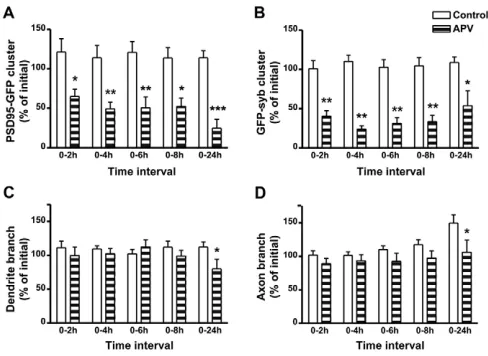 Fig. 8. NMDA receptor blockade equally affects pre- andpostsynaptic specializations on RGC axon and tectal neuronAPV-treated tadpoles