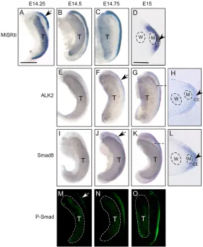 Fig. 1. MIS signaling and dynamic expression ofMisr2, Alk2 and Smad8 in male rat urogenital ridges.The mRNAs of Misr2 (A-D), Alk2 (E-H), and SMAD8 (I-L)