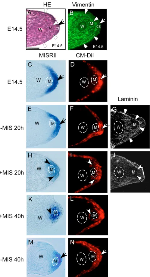 Fig. 4. MIS causes migration of Misr2and Eosin (HE) staining (expression (-expressing coelomicepithelial cells to the Müllerian duct mesenchyme