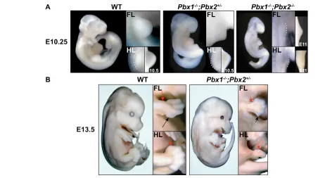 Fig. 1. Abnormal morphology of Pbx1demonstrate rudimentary forelimb bud formation (lower magniﬁcation)
