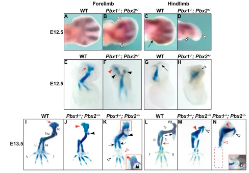 Fig. S1B in the supplementary material), indicating that Shh