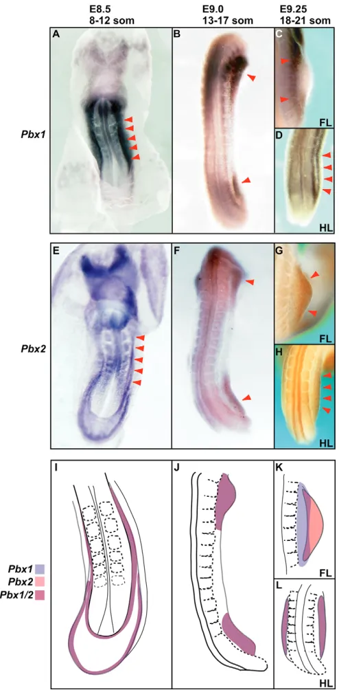 Fig. 3. Pbx1overlapping proximally (K), hindlimb expression domains remain overlapping (L) (red arrowheads)