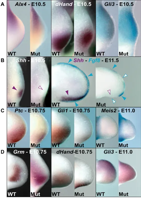 Fig. 4. Pbx1 and Pbx2 mesenchymal expression in later limb development is dynamic and, in part, complementary