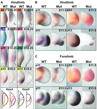 Fig. 6. Hox gene expression is altered in–/–+/– 