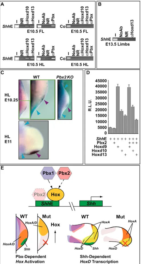 Fig. 7. 5�depicts the overlapping genetic hierarchical roles of controlling Hox gene spatial distribution and Hox recruitment to thelimb network, is also recruited to this enhancer in limb cells