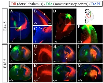Fig. 6. Midline glial populations are present in Robo1 knockoutmice. (A-D) To assess the development of midline glial structures inRobo1 knockout (C,D) or control (A,B) mice, E17.5 brains weresectioned coronally and labelled by glial ﬁbrillary acidic prote