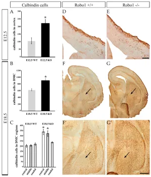 Fig. 9. Cell migration defects in the forebrain ofRobo1 knockout brains.400 in controls (F,Fand Robo1 knockout (E,G) mouse brains