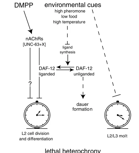 Fig. 7. Two independent timers can be differentially regulated atthe L2 stage. Activation of nAChRs by DMPP slows developmentalspeed without affecting the timing of molting, hence resulting in alethal heterochronic phenotype