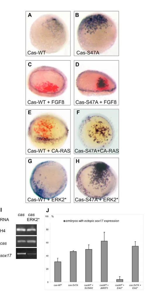 Fig. 7. Casanova activity is negatively regulated by the FGF-ERKsignalling pathway. three embryos injected with ERK2* RNA at 50 ng/Casanova S47A, based on the percentage of embryos ectopicallyexpressing was compared with the activity of Casanova-S47A, trea