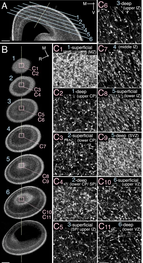 Fig. 1. Cortical interneurons orient in many directions in multiple