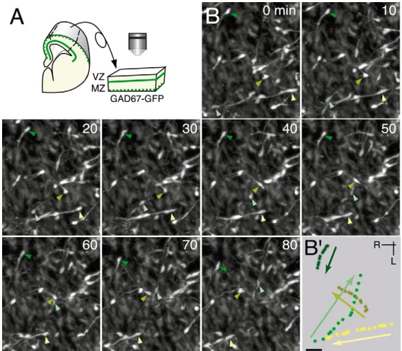 Fig. 2. Time-lapse analysis of MDT migration ofinterneurons in the VZ.mouse viewed from the ventricular side