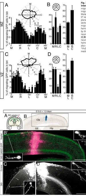 Fig. 3. Quantitative analysis of MDT migration ofinterneurons in the MZ and VZ.neurons migrated (96±2%; migration direction of GFP neurons in the MZ