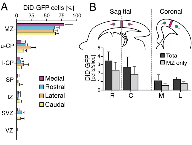 Fig. 5. Distribution of DiD-labelled GFP