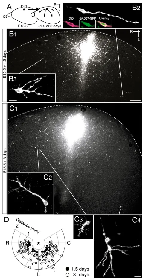 Fig. 6. Dispersion of DiD-labelled GFP neurons in the MZ afterDiD injection into the parietal cortex.labelled GFP neurons in ﬂat-mount preparations one and a half (E17.0;black circles) and three days (E18.5; white circles) after injection