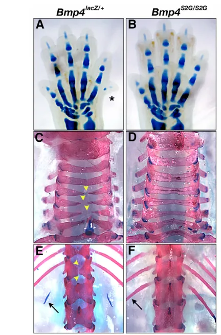 Table 2. Genotype analysis of live offspring from crosses withBmp4lacZ/+ mice