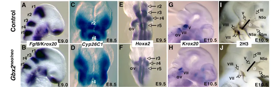 Fig. 2. Rhombomere 2 and its derivatives are absent in Gbx2 are dorsal views. Krox20cap cells is absent in mutants (H) compared with controls (G)