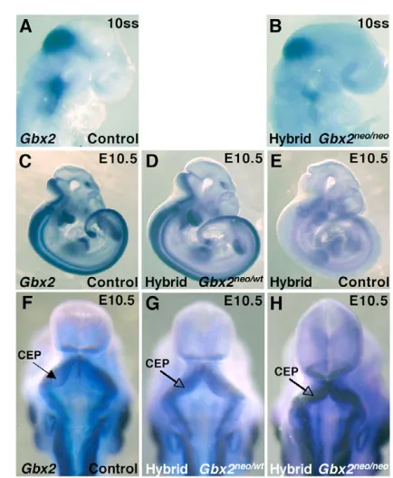 Fig. 3. The neo-r cassette causes the