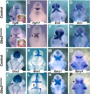 Fig. 5. Mid/hindbrain markers in Gbx2embryos of the indicated genotype analyzed by whole-mount ISH forthe expression of neo homozygotes extendcaudally during early somite stages