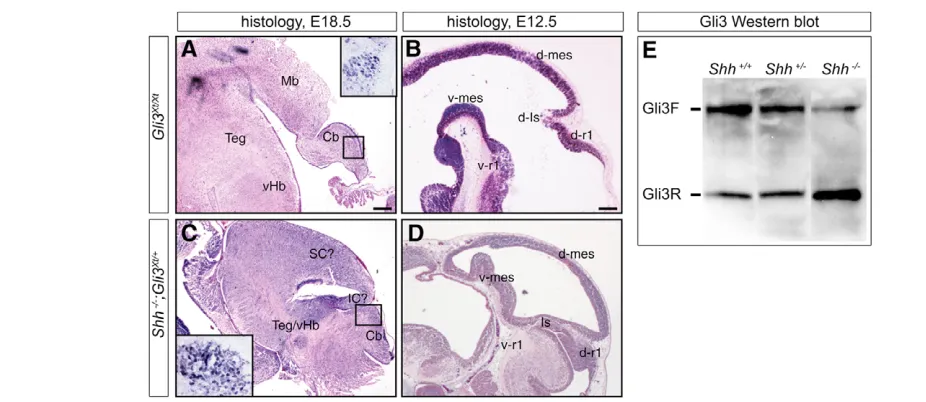 Fig. 4. Regulation of Gli3 repressor (Gli3R) levels is required for dorsal mes/r1 development and growth