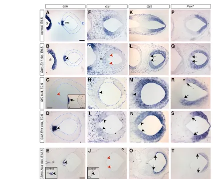 Fig. 5. Changing requirement of Gli2A- and Gli3R-mediated Shh signaling in maintaining gene expression domains in ventral anddorsal mes/r1