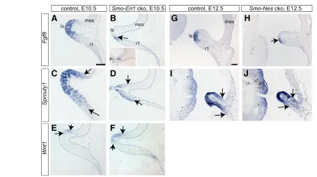 Fig. 6. Reduction in Fgf8 expression and signaling in the absence of Shh. RNA in situ hybridization for performed on midline sections, as ventral and dorsal isthmus are fused just off the midline in posterior mes, isthmus (Is) and r1 are shown (see Fig