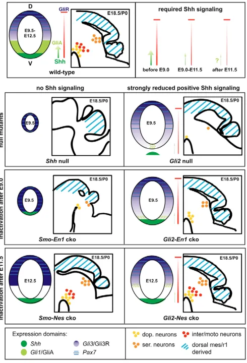 Fig. 7. Changing temporal requirement for total and Gli2A- andGli3R-mediated Shh signaling in mes/r1 development