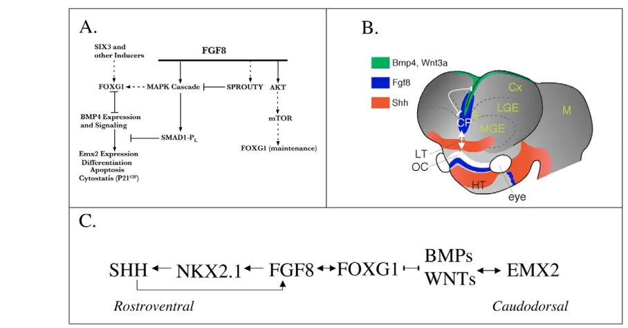 Fig. 10. Summary of proposed interactions between patterning centers. plays a central role in mediating interactions between the telencephalic signaling centers (Aoto et al., 2002; Kuschel et al., 2003)