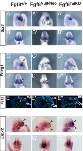 Fig. 3. Foxg1Fgf8for proliferation in the telencephalon (Xuan et al., 1995).Note, the panels showing PH3 labeling are turned 180expression domain in the telencephalon is severelyreduced in (E9.5 embryos; panel shows lateral views of the embryos, and the lo